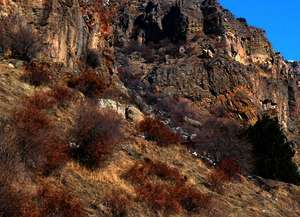 Flora in Armenien