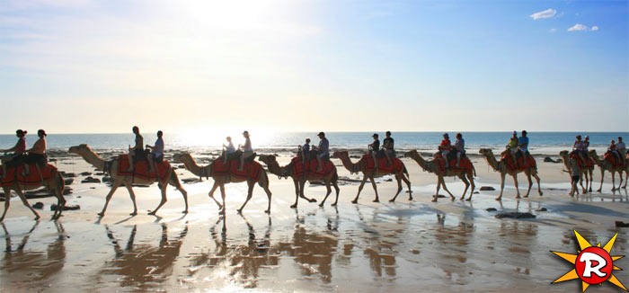 Kamele am Strand in Broome