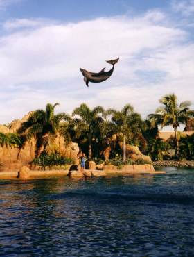 Delphinshow in Waterworld, Gold Coast