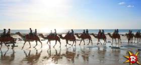 Kamele am Strand in Broome