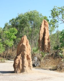 große Termitenhügel im Litchfield Nationalpark