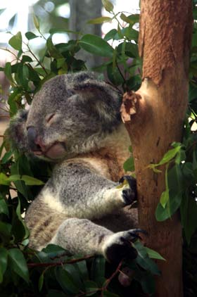 Koala Magnetic Island