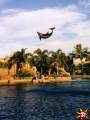 Delphinshow in Waterworld, Gold Coast