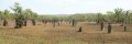 Friedhof im Litchfield Park