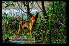Fraser Island: Ein Dingo zum Abschied