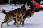 Schlittenhunderennen Weltmeisterschaft 2015 in Todtmoos im Schwarzwald