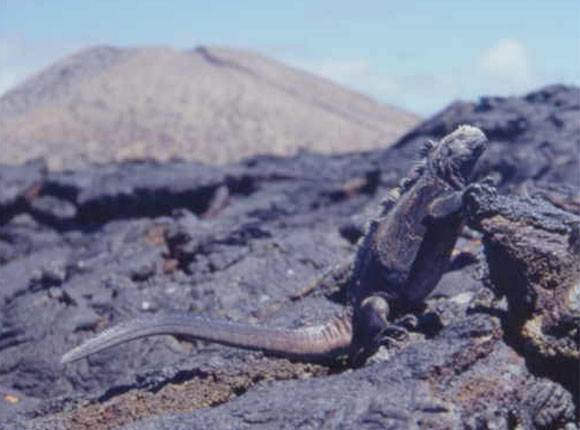 Leguan auf den Galapagos Inseln