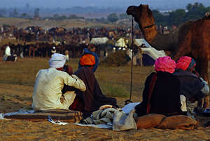 Kamele auf dem Pushkar Camel Fair