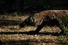 Auf Bootstour im Komodo – Nationalpark «oder: Drachenjagd im Paradies»