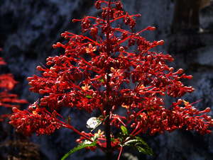 Flora und Fauna in Indonesien