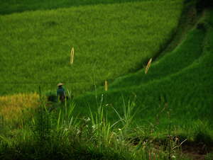 Reisfeld auf Sumatra, Indonesien