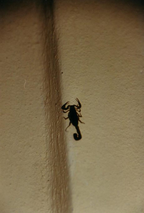 Skorpion an der Wand, Puerto Escondido
