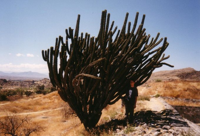 Riesenkaktus & Alex, Mexiko