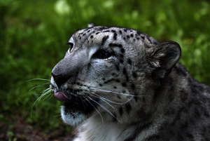 Schneeleopard im Nationalpark Uvs Nuur Schneeleopard im Nationalpark Uvs Nuur