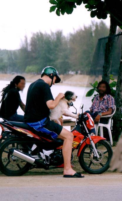 Motorroller und Hund, Phuket