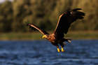 Ein Seeadler auf der Jagd