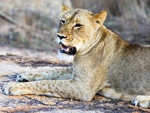 auf Safari in Südafrika und Swaziland