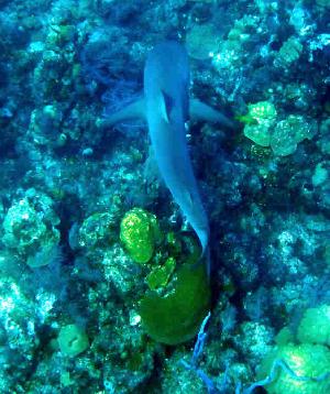 Bahamas: Von Paradise Island nach Nassau, Exuma und Eleuthera