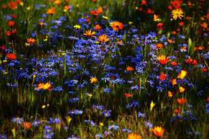 Blumenwiese an Enkutatash