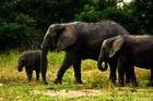 South Luangwa Nationalpark: Im Reich der wilden Tiere