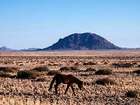 Eine Begegnung mit den Wildpferden von Garub in Namibia Eine Begegnung mit den Wildpferden von Garub in Namibia