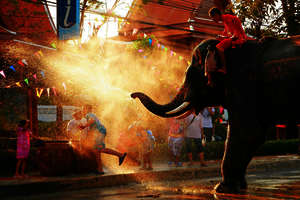 Elephant Rount Up, Surin Elephant Rount Up, Surin