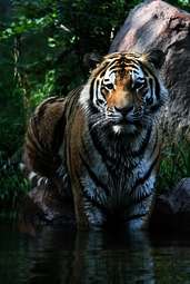 Ein junger sibirischer Tiger im Naturschutzgebiet. Ein junger sibirischer Tiger im Naturschutzgebiet.