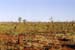 Australische Termitenhügel