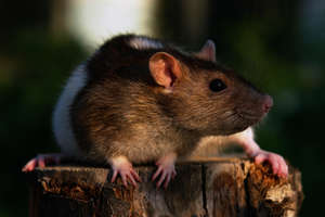 Bylong Mouse Races Bylong Mouse Races