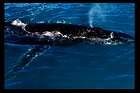Hervey Bay: Ein Rastplatz für Buckelwale