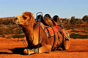 Lions Camel Cup Lions Camel Cup