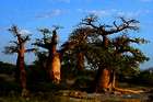 Eine Nacht zwischen Baobabs auf Kubu Island