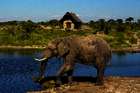 Unter Elefanten in Botswana