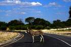 Maun – Touristenfalle am Tor zum Okavango-Delta