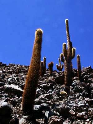 Kakteen - Nordchile Kakteen - Nordchile