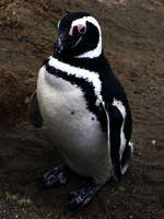 Magellan-Pinguin Magellan-Pinguin