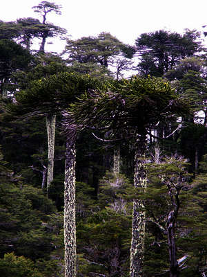 Araukarien Araukarien