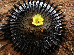 blühender Kaktus - Zentralchile blühender Kaktus - Zentralchile