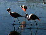 Flamingos Flamingos