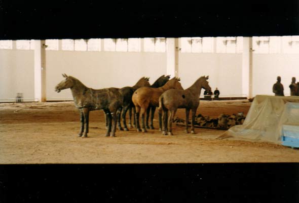 Terrakotta Armee, Pferde