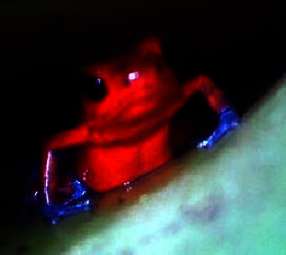 Reisebericht Costa Rica vom 29. Dezember bis 20. Januar 2011 Reisebericht Costa Rica vom 29. Dezember bis 20. Januar 2011