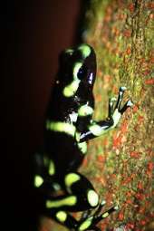 Costa Rica Foto-Reisebericht Costa Rica Foto-Reisebericht