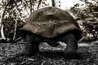 Ecuador & Galapagos