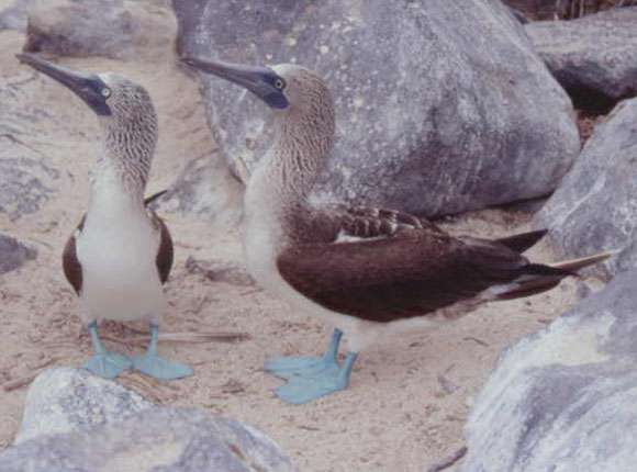 Blaufußtölpel auf den Galapagos-Inseln