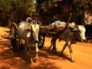 Chat Preah Nehgkal Chat Preah Nehgkal