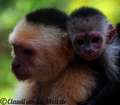 Honduras: 22 schnelle Stunden auf Roatán Honduras: 22 schnelle Stunden auf Roatán