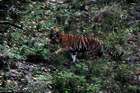 Auf Tiger-Safari im Kanha Nationalpark