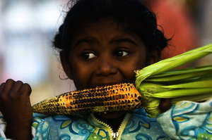Pongal Pongal