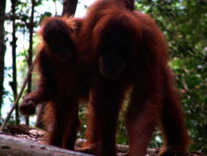 Orang-Utans auf Sumatra, Indonesien