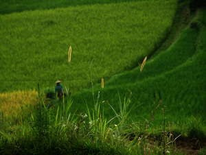 Reisfeld auf Sumatra, Indonesien Reisfeld auf Sumatra, Indonesien